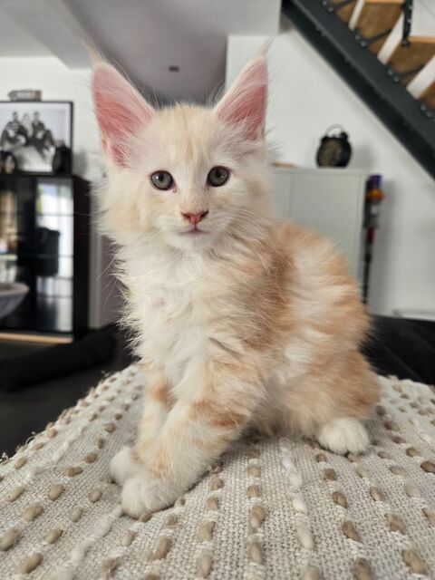 Baki - maine coon LOOF de grande lign&eacute;e 1650 50260 Sottevast