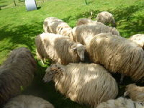   Brebis de race rava 