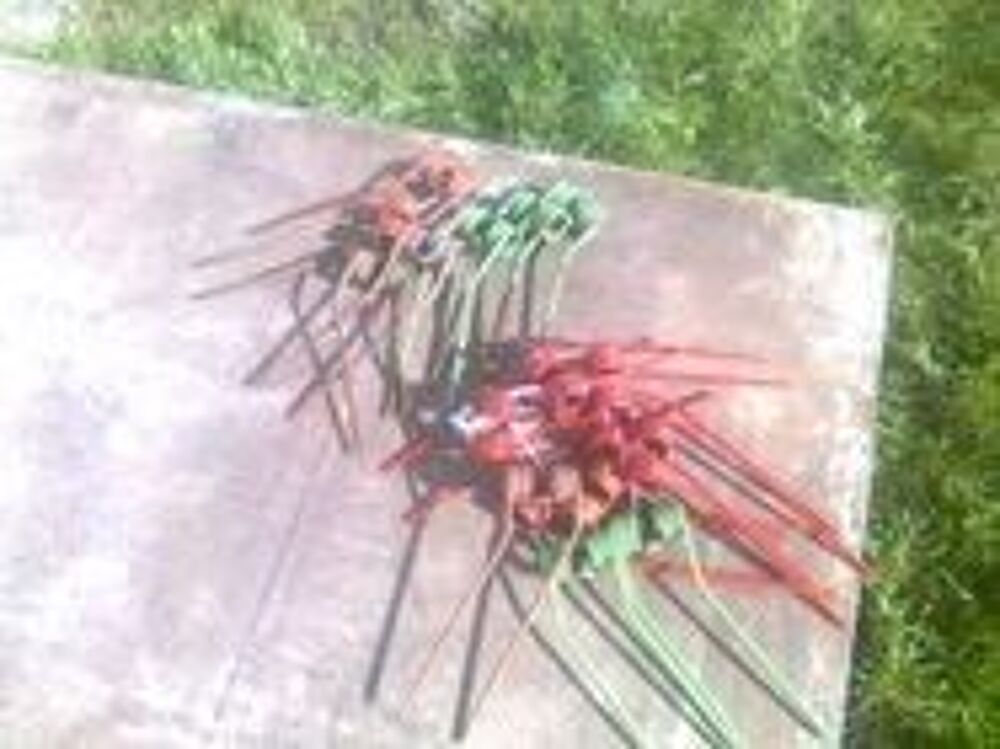   DENTS pour GIROFANEUR  