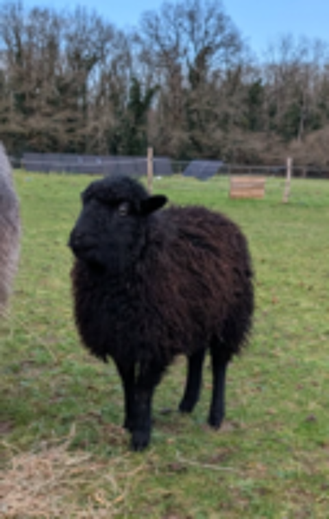   Maout, brebis d'ouessant à adopter 