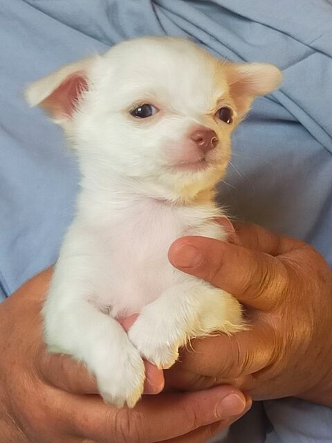 Chihuahua femelles
34700 Lodève