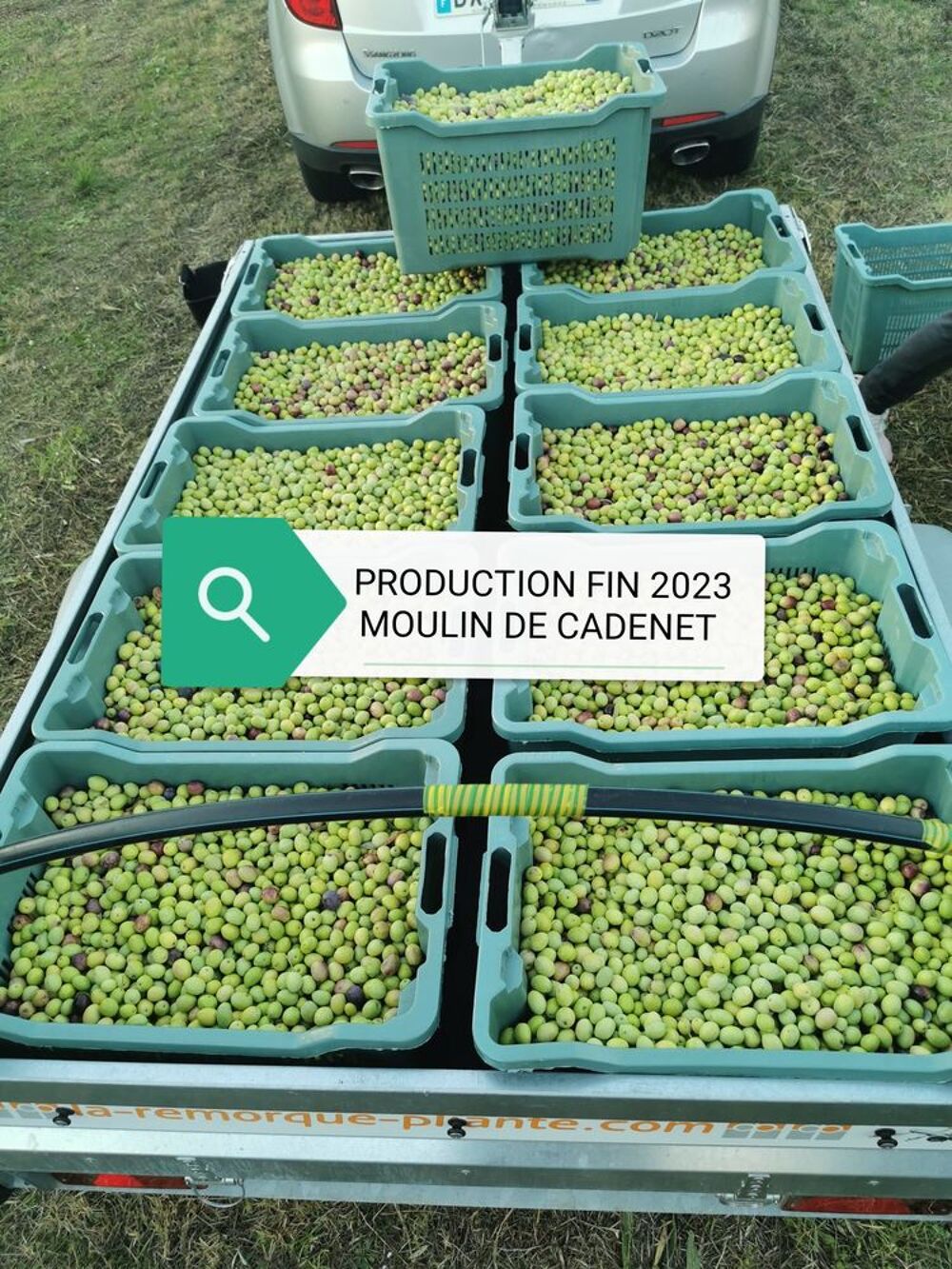 Huile d'olive fruit&eacute; vert bio du Vaucluse Cuisine