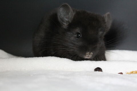 Femelles chinchillas &agrave; r&eacute;server 300 28350 Dampierre-sur-avre