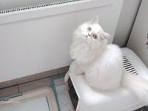   Chatons Persans 