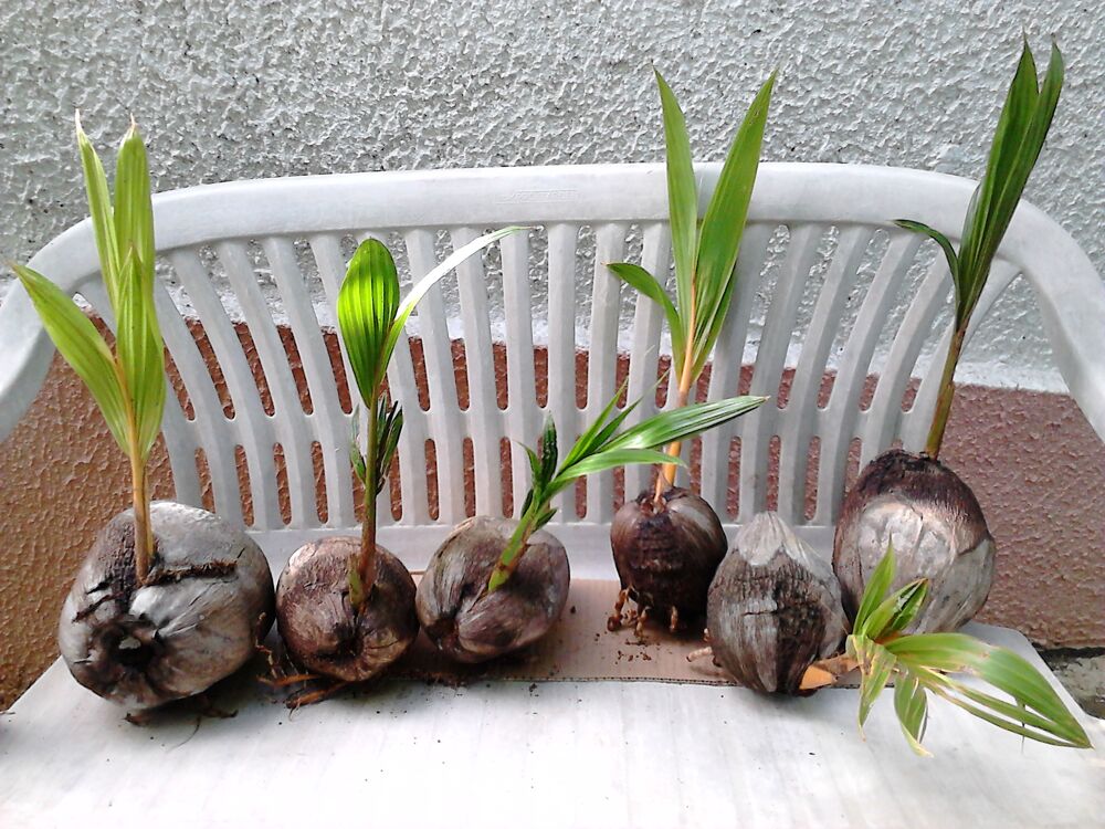 Plants cocotiers Jardin