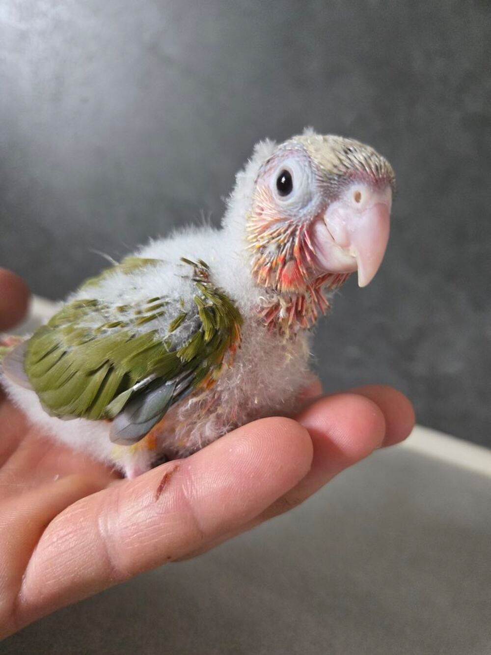   Petit perroquet apprivois�  