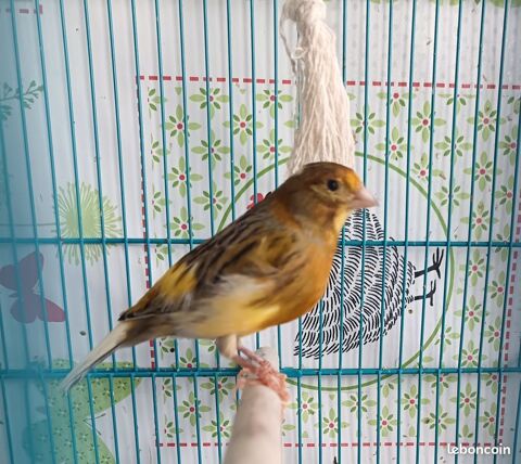Canari m&acirc;le 20 68600 Neuf-brisach