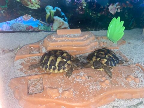 tortues 100 Flers-en-Escrebieux (59)