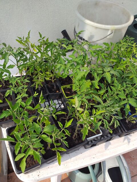PIEDS DE TOMATE MARMANDE
0 Chaumont (52)