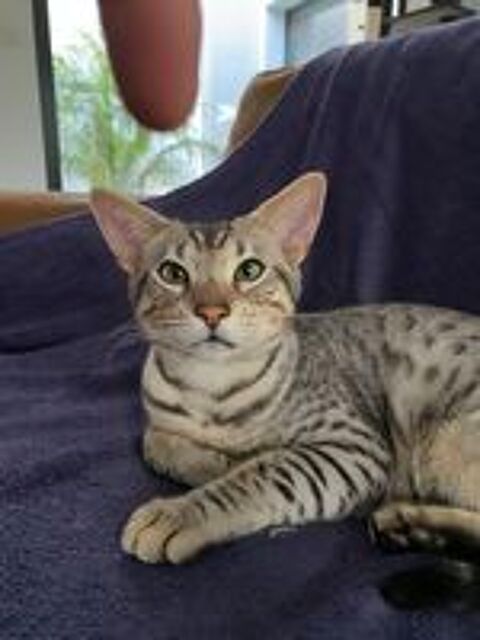   Savannah  