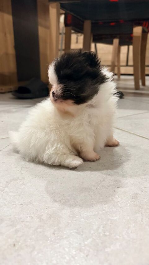 chiot spitz nain 1800 41360 Lunay