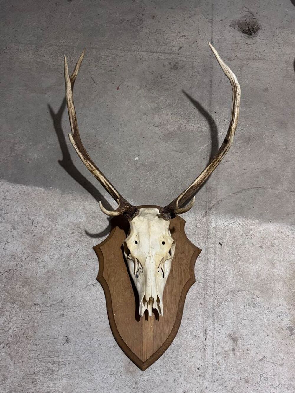 T&ecirc;te de Cerf Décoration