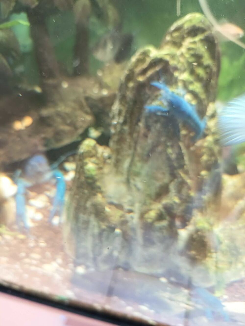 &eacute;crevisses bleues Alleni 
