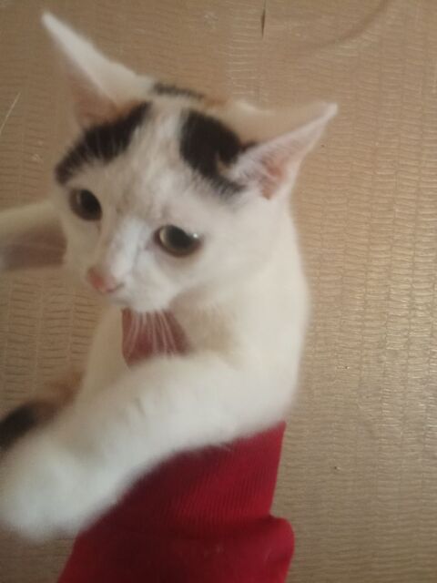 Bonjour je donne contre bon soin 4 chatons 0 61100 Flers