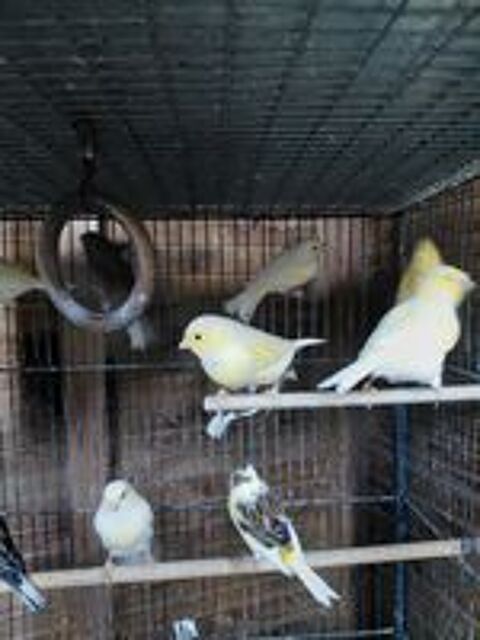   CANARIS 