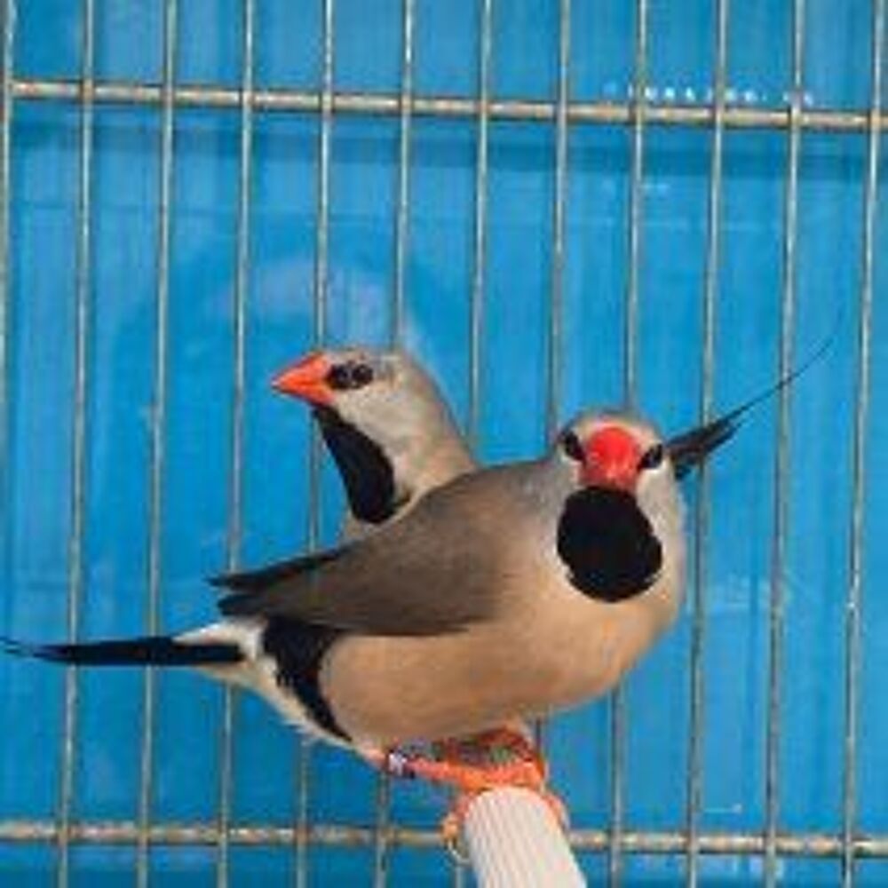   Diamant bavette longue queue  