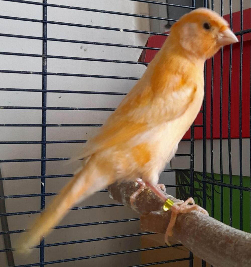   canaris 