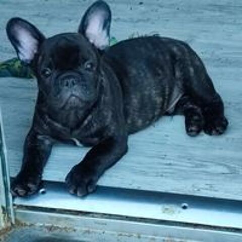  Superbes chiots Bouledogue Français LOF 