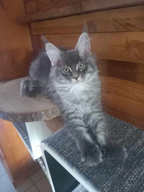 chatons maine coon 800 62400 Bthune