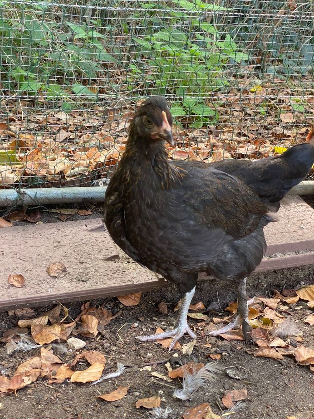   poules à  vendre 