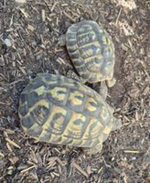   Couple de tortues adultes reproducteur: male + femelle  