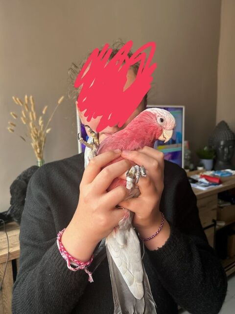 Cacato&egrave;s rosalbin m&acirc;le 1000 62320 Rouvroy