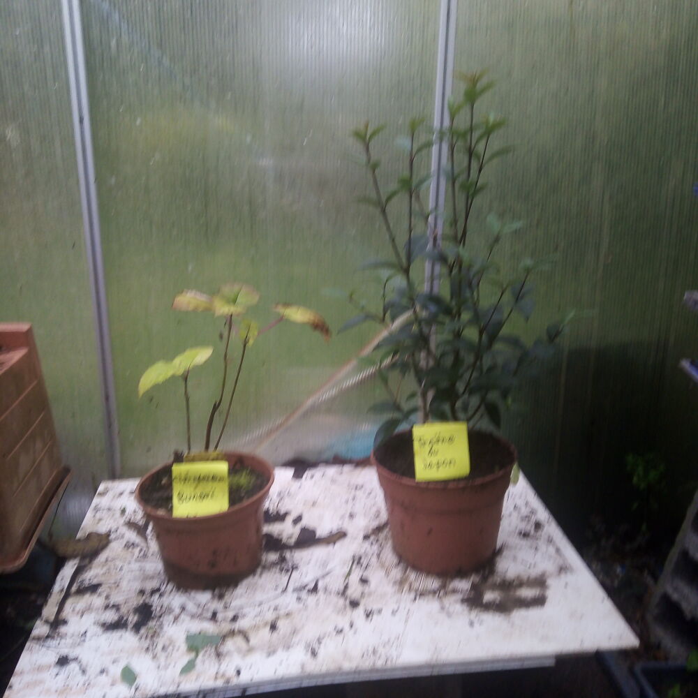 Plantes ornementales et vivaces. Jardin
