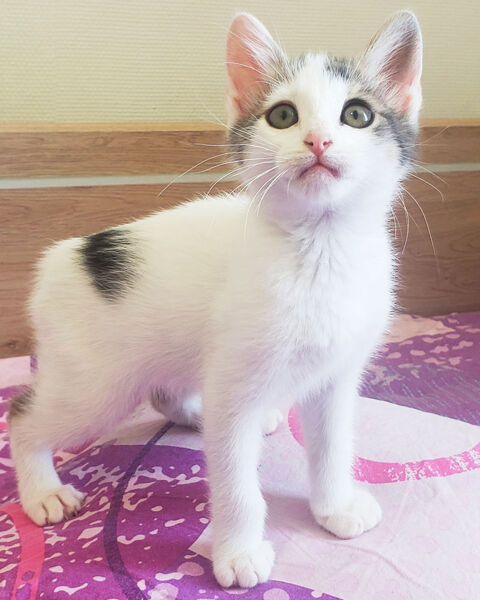 **LÉO** 1 26400 Divajeu