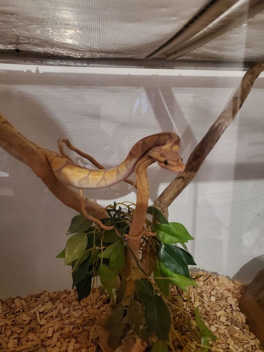   python banana 