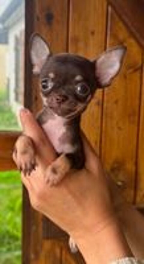   Superbes Chiots Chihuahua mâles et femelles 