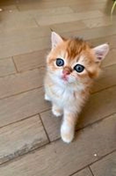   Magnifiques chatons British LOOF 