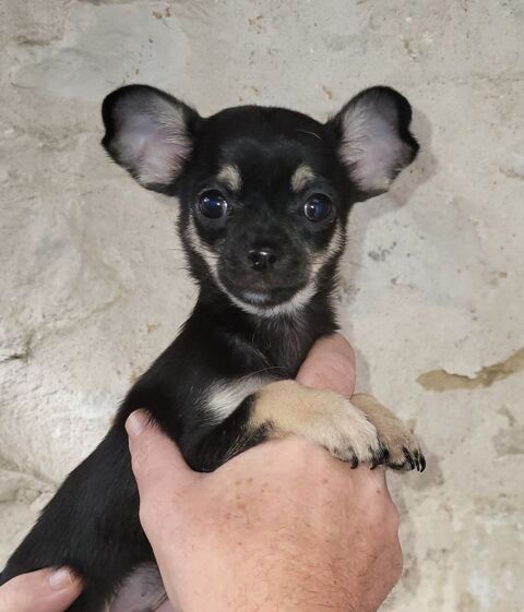 2 chihuahuas m&acirc;les &agrave; r&eacute;server 950 85580 Triaize