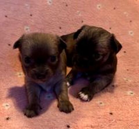   Chiot Chihuahua  