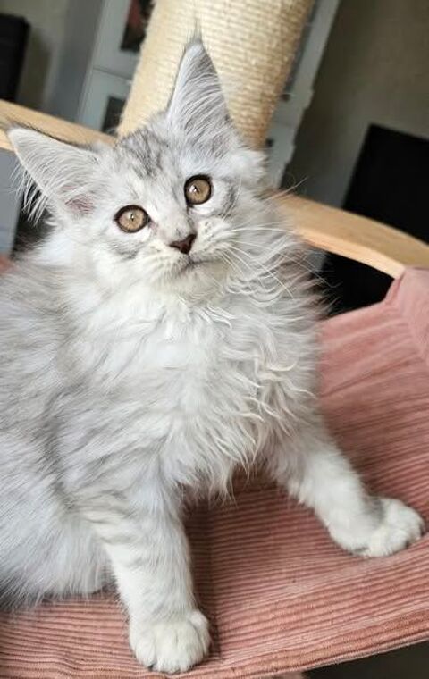 MAGNIFIQUES CHATONS MAINE COON LOOF pour NOEL, LIVRAISON 1500 22250 �r�ac