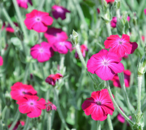 plein de belles plantes, graines et petits pots 1 Maisons-Alfort (94)