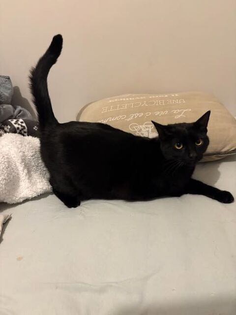 Chat SLY &agrave; l adoption 180 07100 Annonay