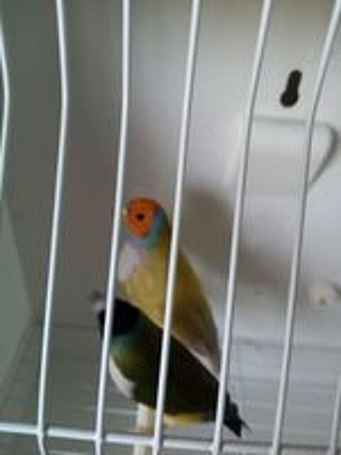   Cpl de diamant gould  