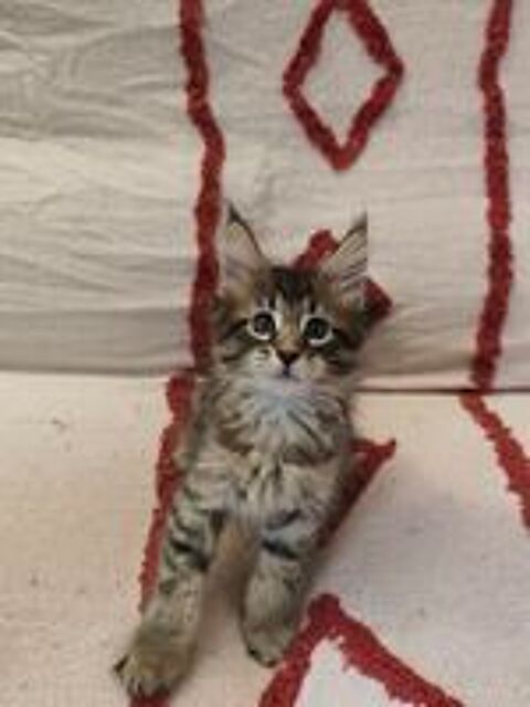   Chaton Maine Coon à réserver  