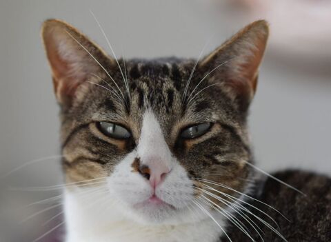 CUARZO 220 95610 ragny