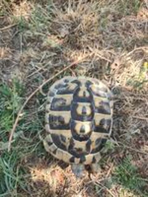   Tortue de terre femelle 