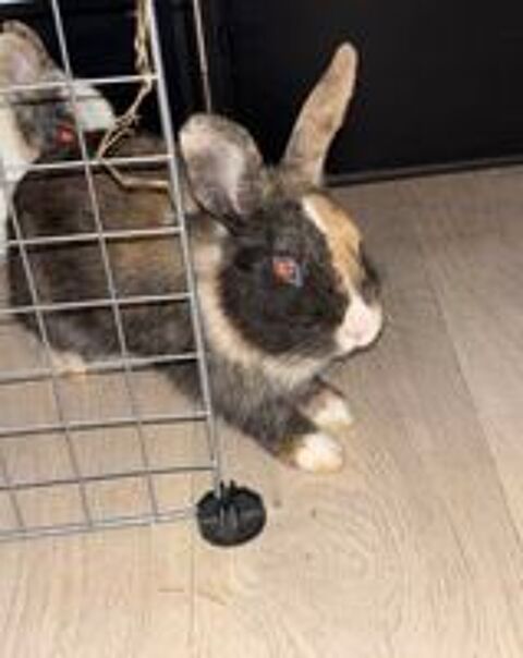   Lapin de compagnie  