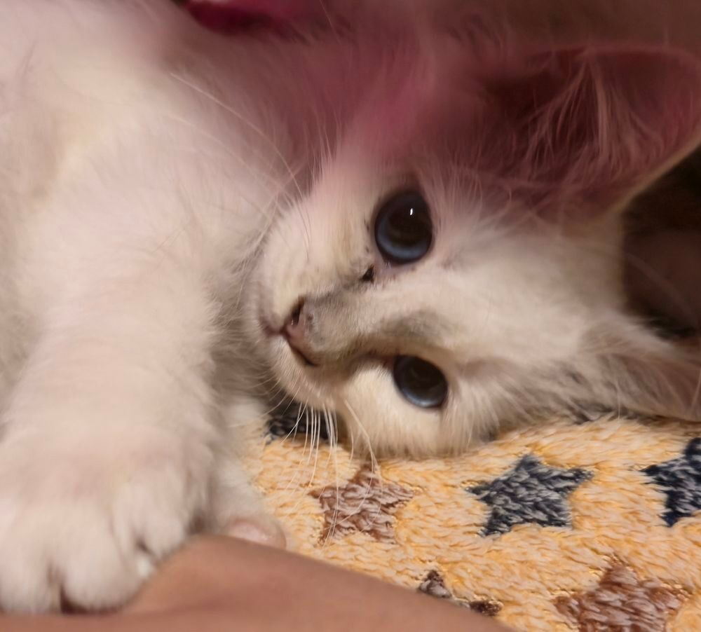    Biscotte, petite merveille Sacré de Birmanie, disponible 
