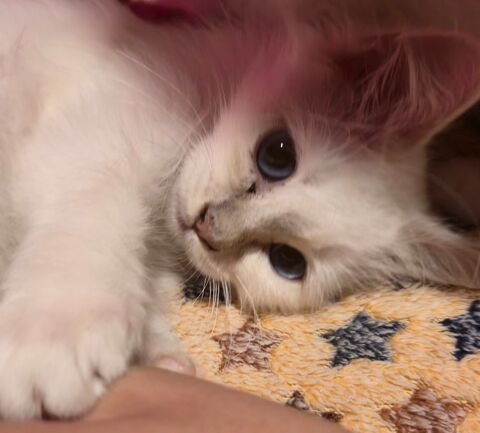  Biscotte, petite merveille Sacr&eacute; de Birmanie, disponible 950 80290 Fourcigny