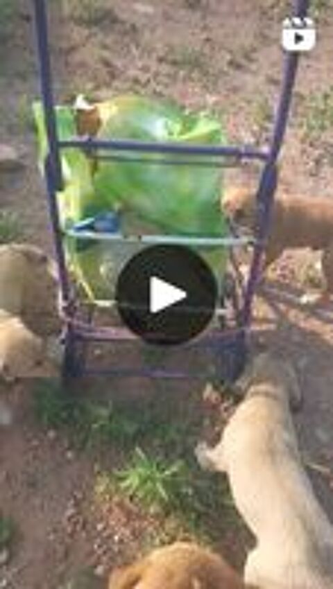   CHIENS D' UKRAINE 