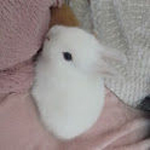 Bébé lapin 25 76620 Le havre