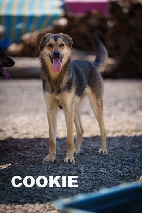 COOKIE SE TROUVE DANS UN REFUGE EN UKRAINE 0 75018 Paris