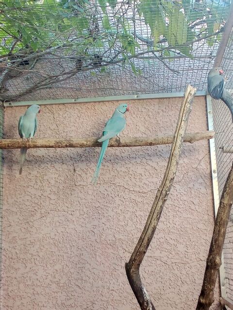 collier d'asie male 70 11100 Narbonne