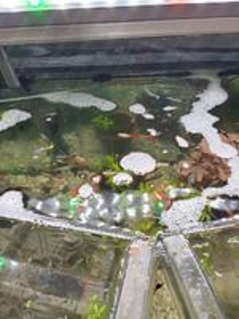   A donner  guppys  