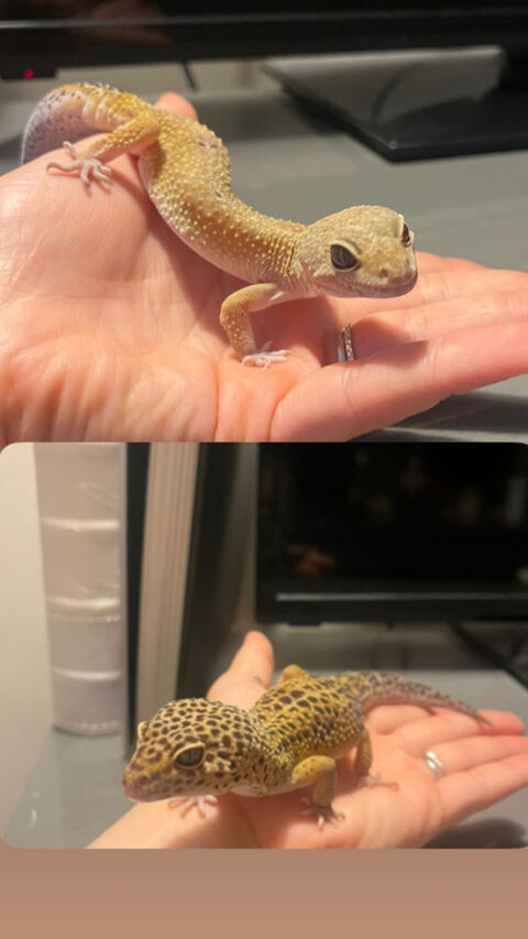 Couple Geckos L&eacute;opard 150 06600 La fontonne
