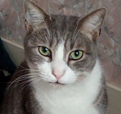 POMPE CHAT GRIS & BLANC 6 ANS 195 92260 Fontenay-aux-roses